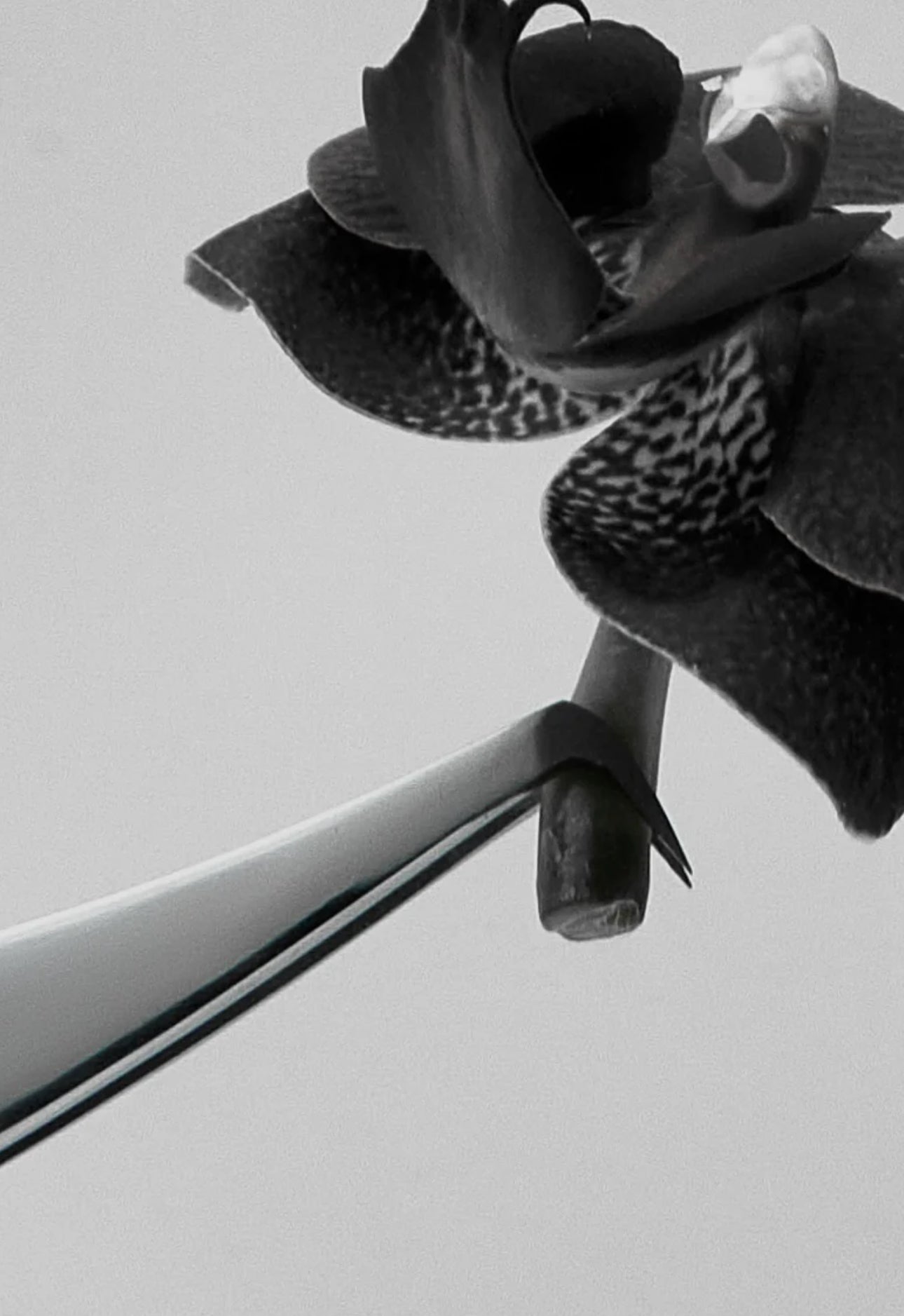 FINGERPRINT Mini Boot 𝟗𝟎° Volume Lash Tweezer (Hand-Sharpened)